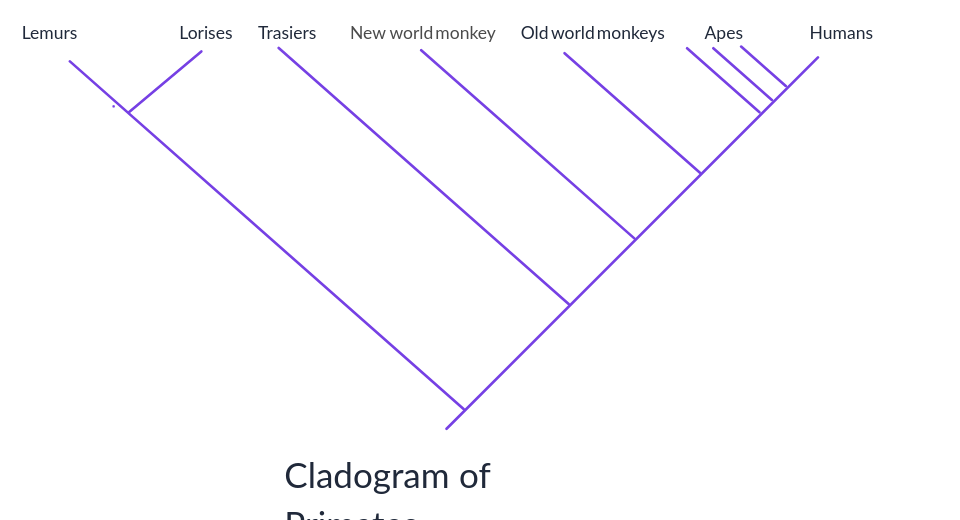 Online Cladogram Generator _ Free APA Citation Generator [Updated for ...